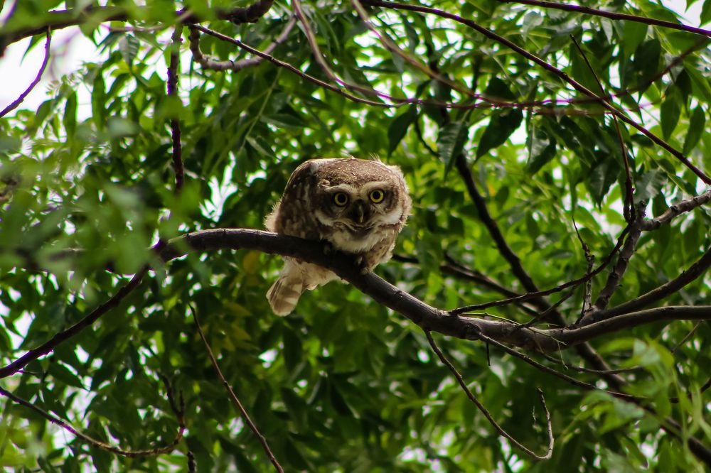 Spotted Owlet