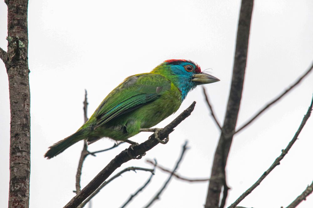 Blue Throated Barbet