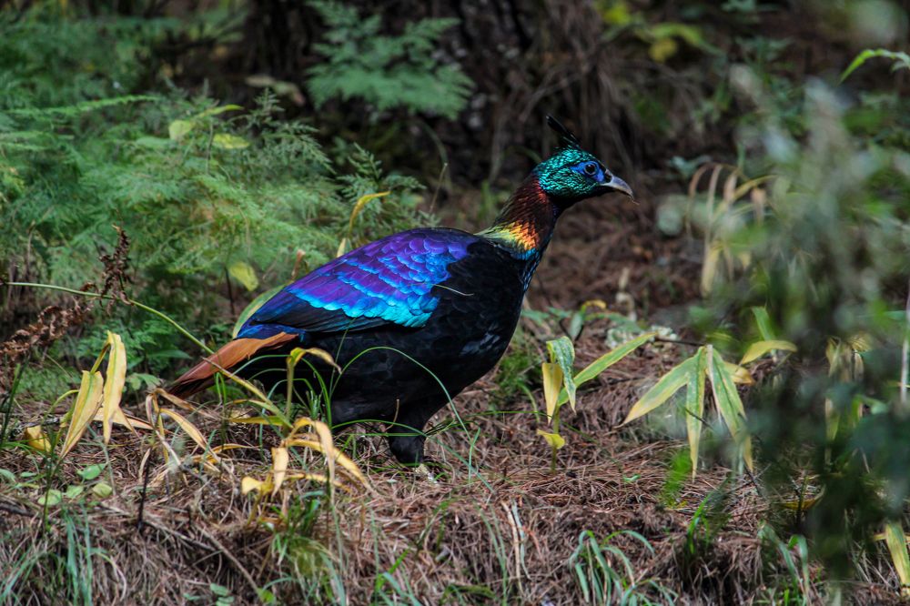 Photograph by prashant koju