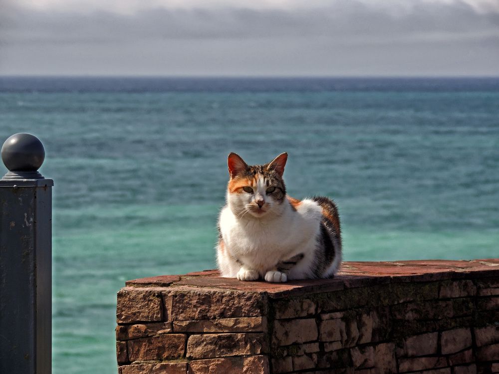 На берегу моря.