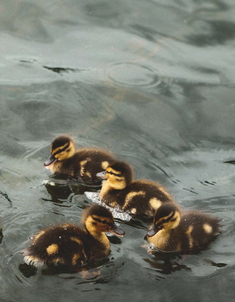 Photograph by Евгения Сигутина