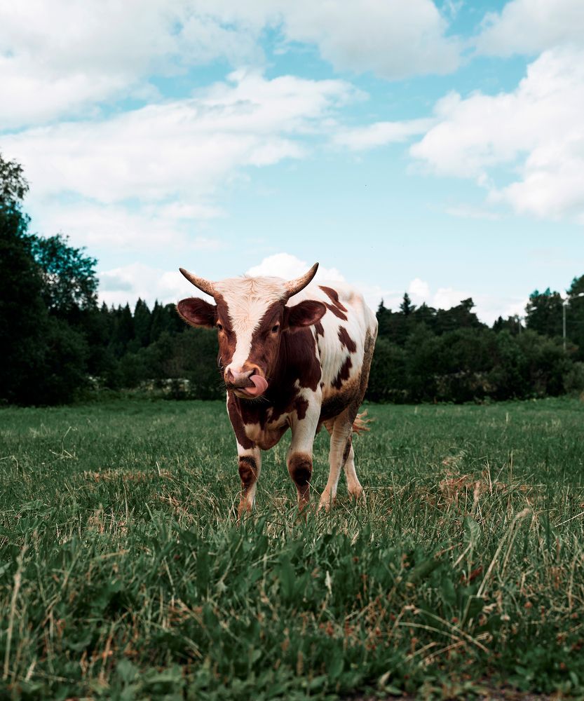 Photograph by Евгения Сигутина