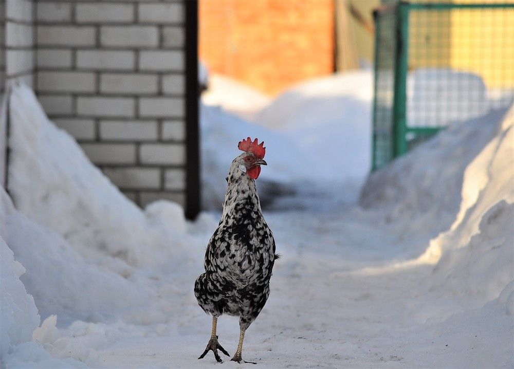 Photograph by Лариса Стрекулева