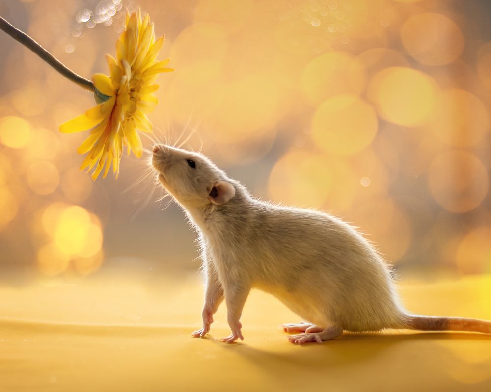 Photograph by Суворова Валентина