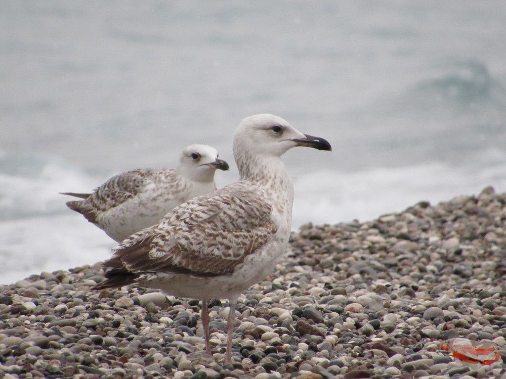 Photograph by Alp Aysgl