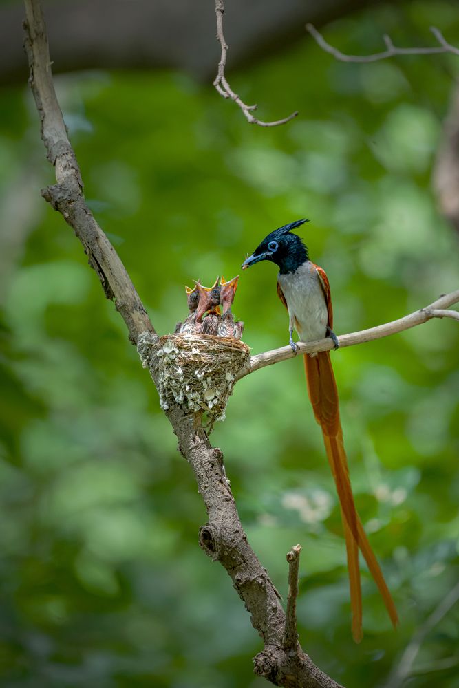 Photograph by Kshitij Patle