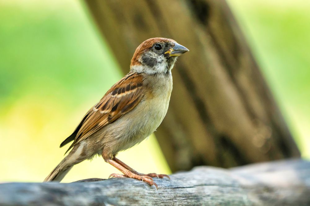 Photograph by Jean pierre