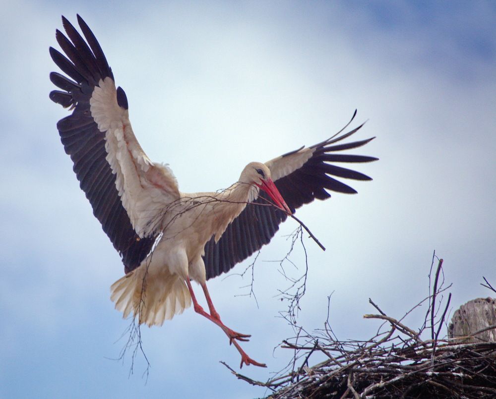 Весенние хлопоты