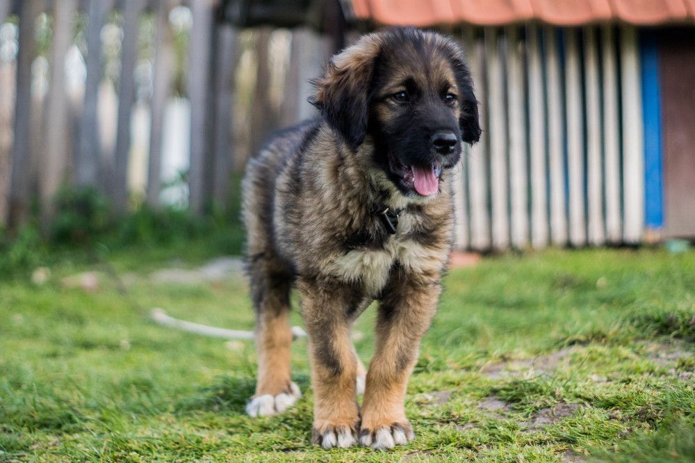 Photograph by Sreten Vitezović