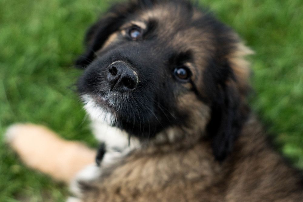 Photograph by Sreten Vitezović