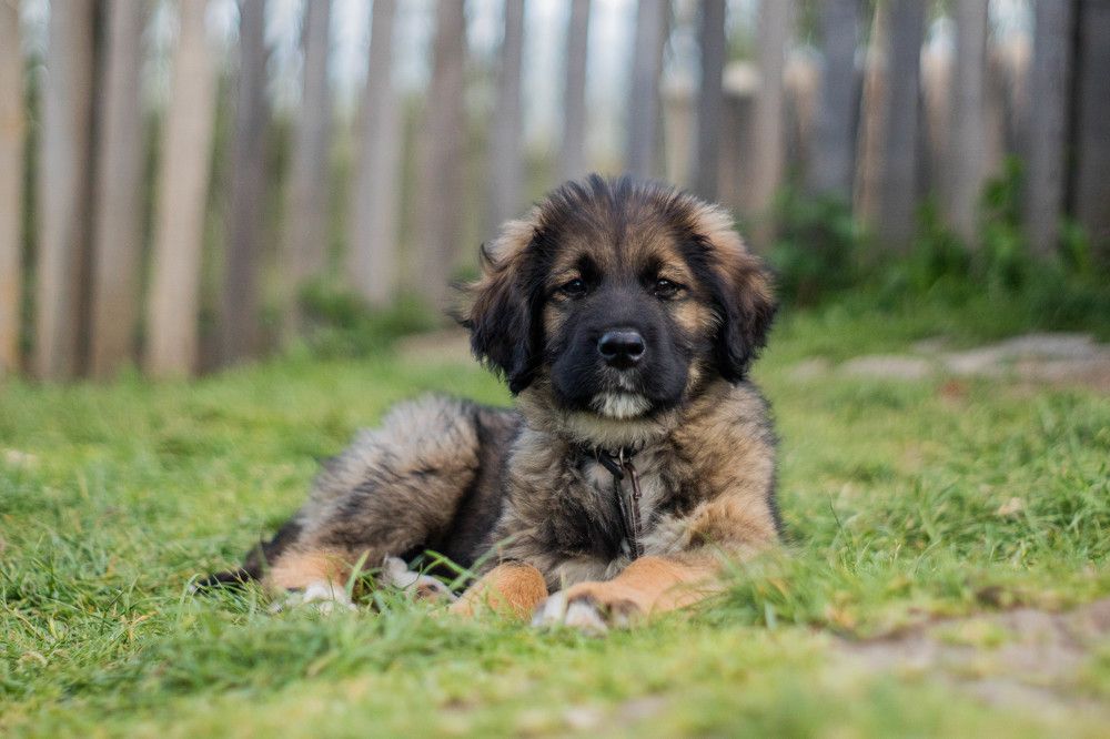 Photograph by Sreten Vitezović