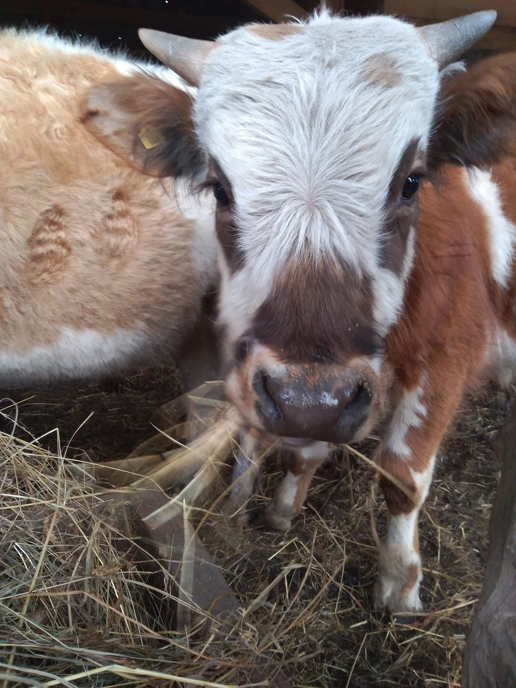 Photograph by СТЕПАН ДЖУЛАКИДЗЕ