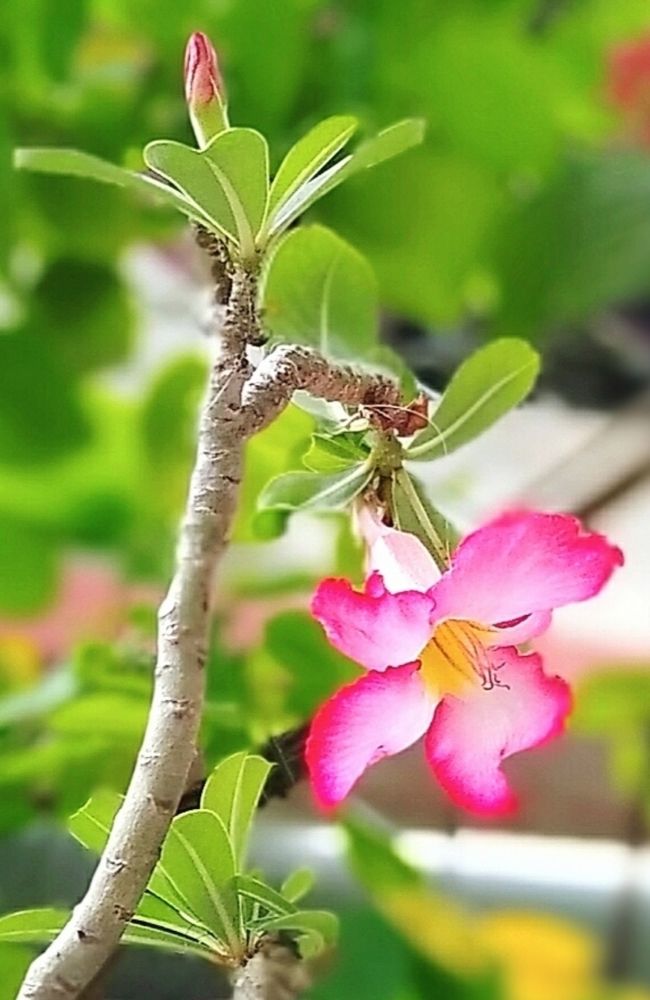 Photograph by Sudipta Das