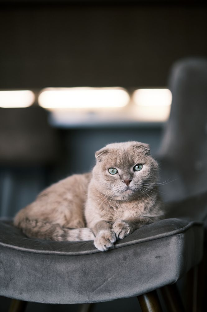 Фотография автора Владимир Эделев