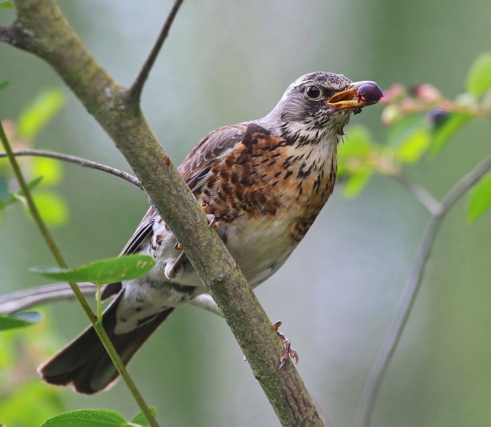 Photograph by Андрей Брагин