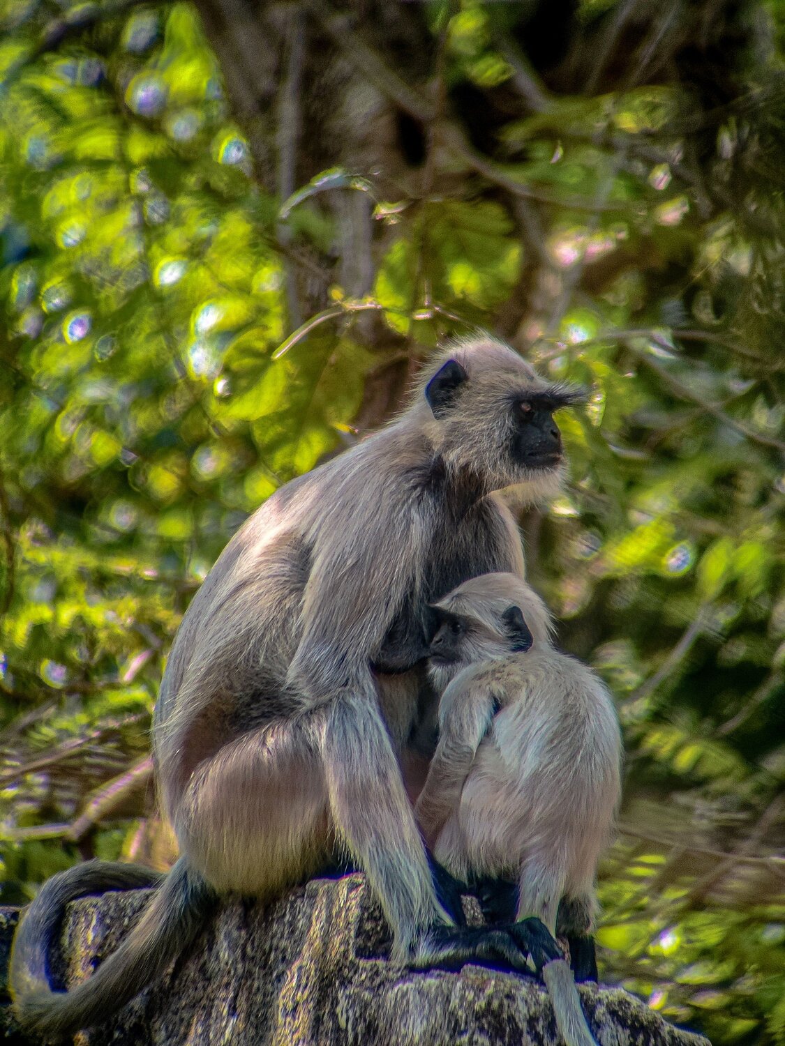 Brown Monkey Breast Feeding Baby
