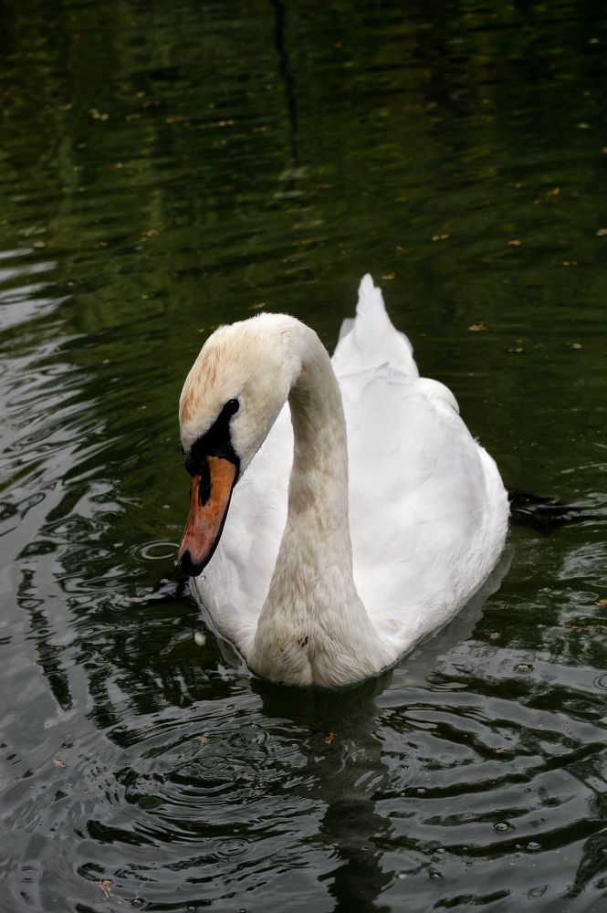 Photograph by Орлова Сетлана