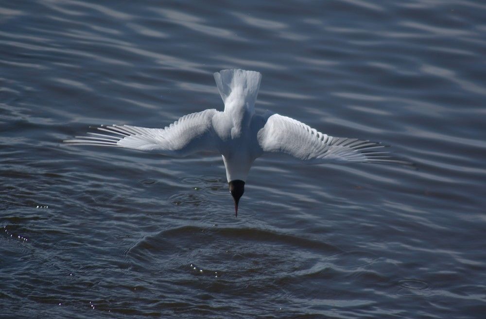 The black-headed gull catches fish