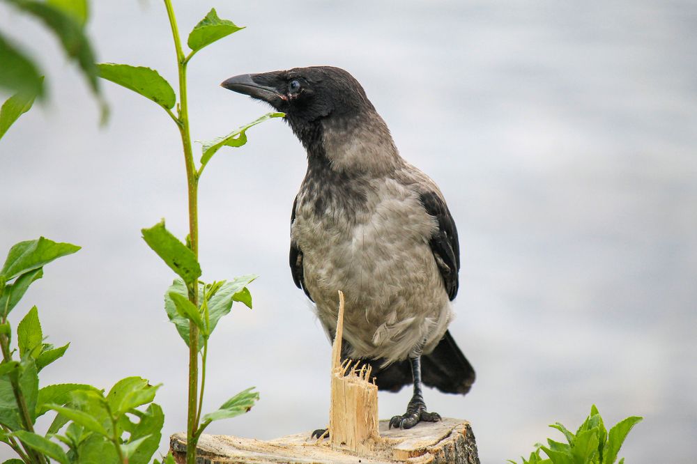 Photograph by Ильдар Гарифуллин