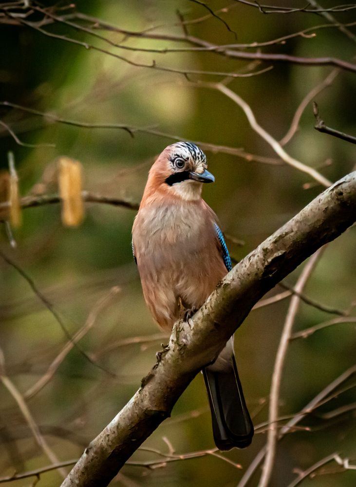 Photograph by Диана Бородзе