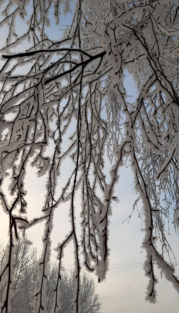 Photo #7530313