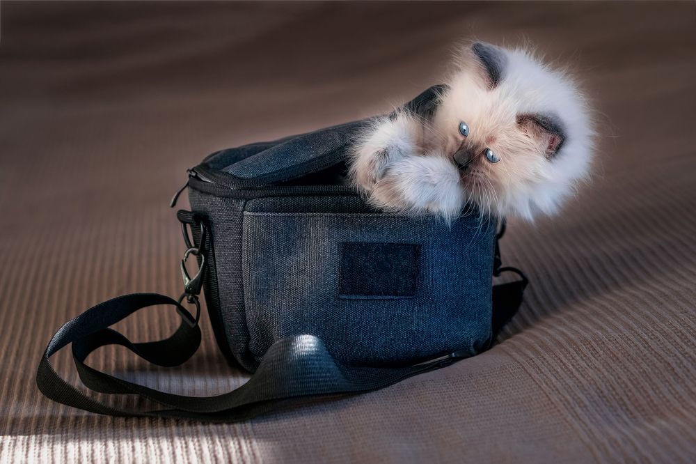 Котуванчик