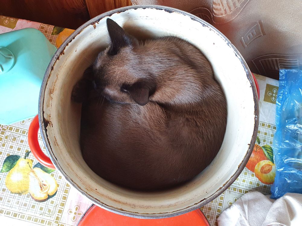 Фотография автора Надежда Лисицына