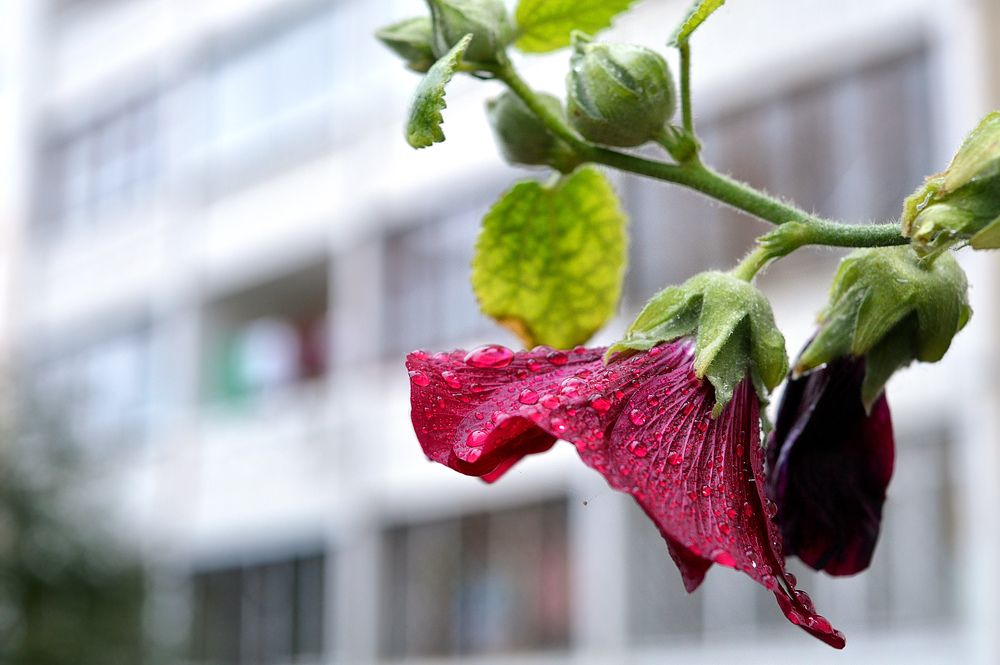 Мальва и дождь