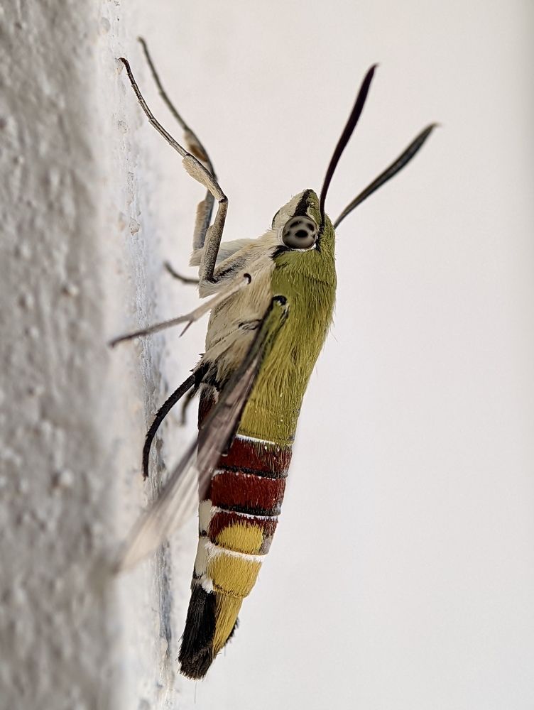 Photograph by Pavankumar AY