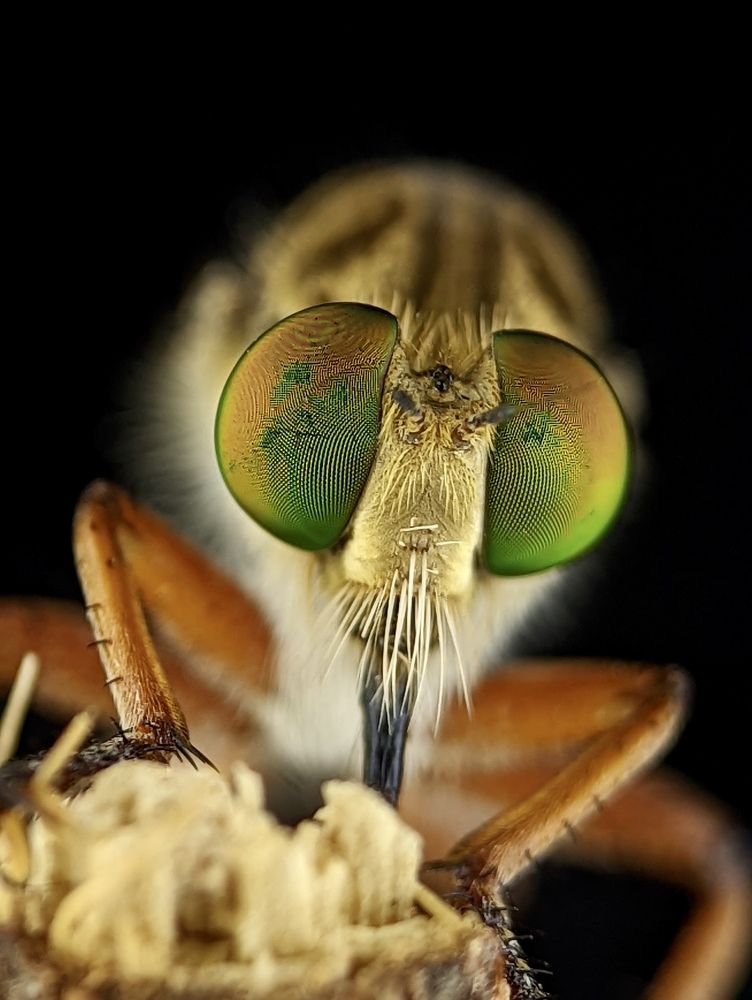 Photograph by Pavankumar AY