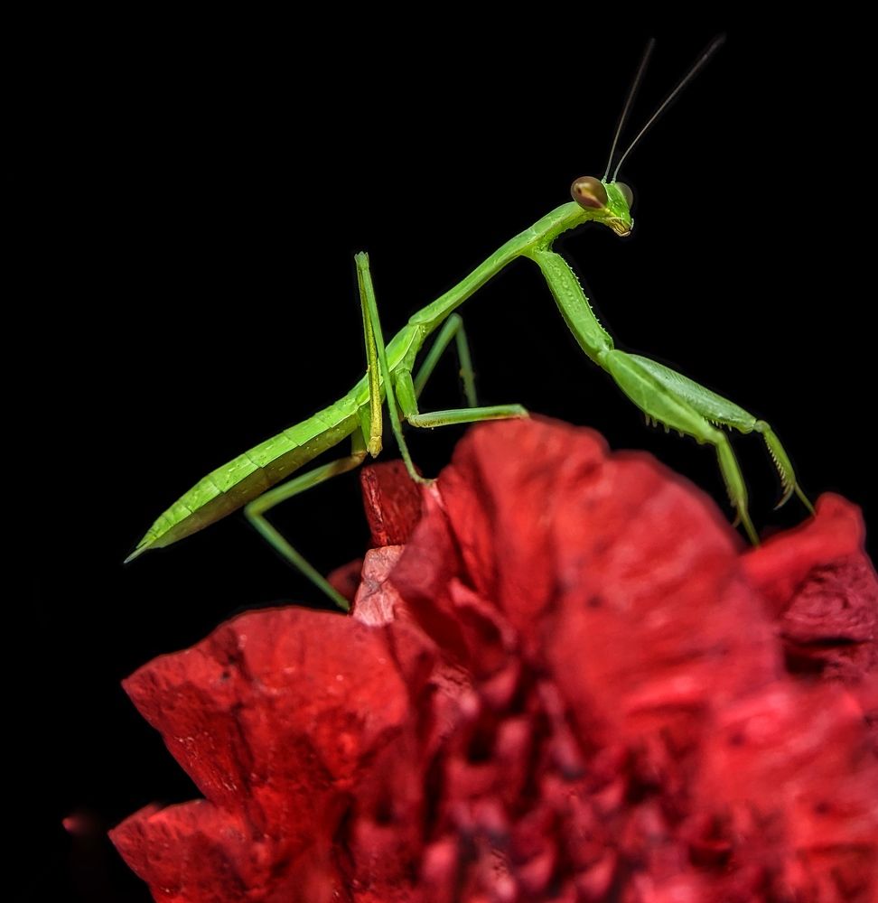 Photograph by Pavankumar AY