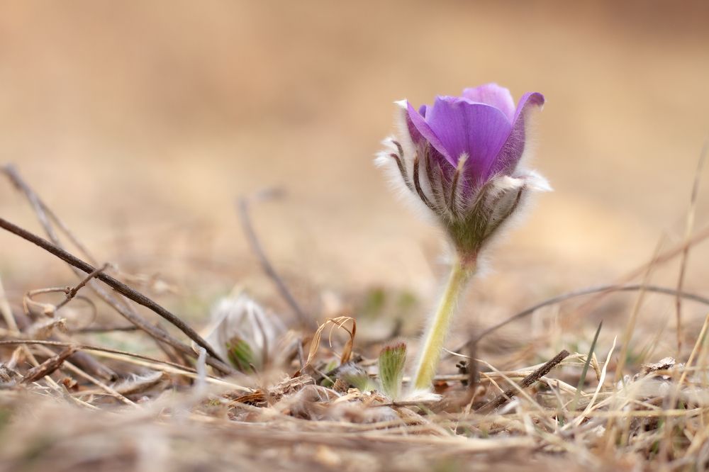 Pulsatilla. Первые цветы 2022 года