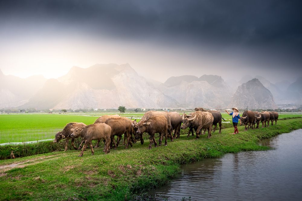Photograph by Bao Nguyen Gia