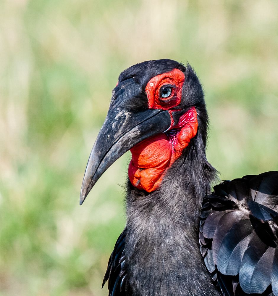 Ground Hornbill