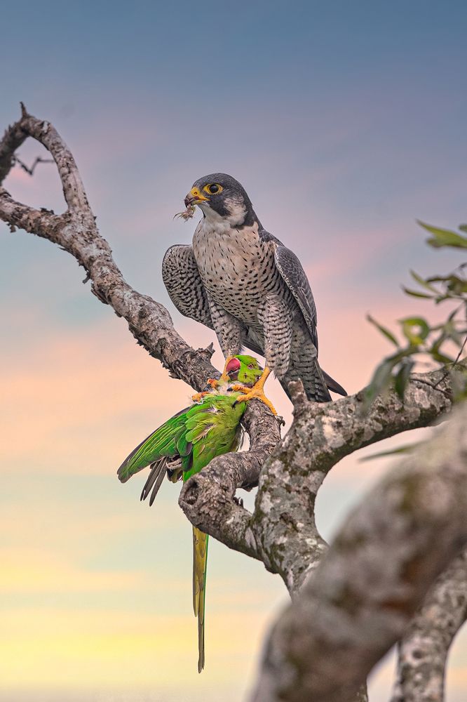 Photograph by Sudipta Chakraborty