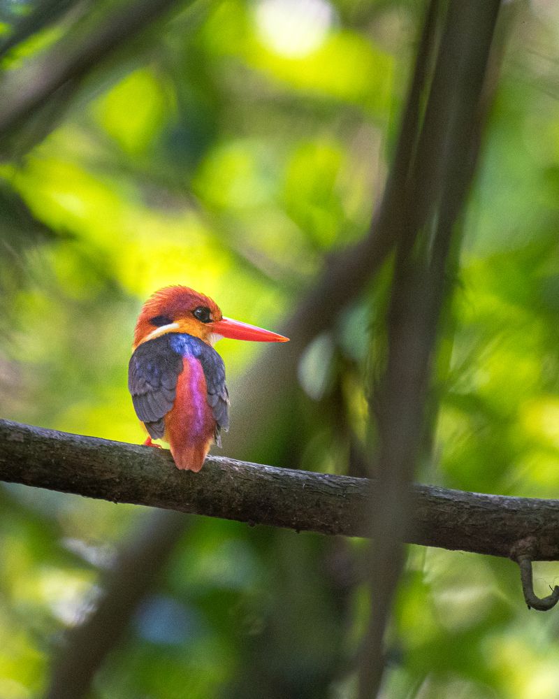 Photograph by Souradeep Chakraborty