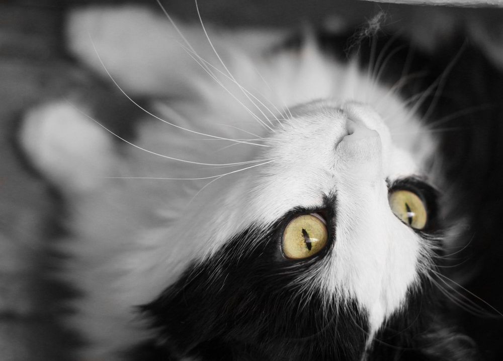 Фотография автора KattyFox