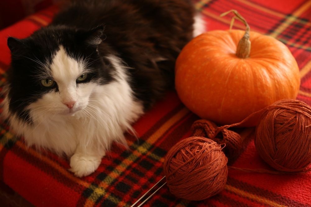 Фотография автора KattyFox