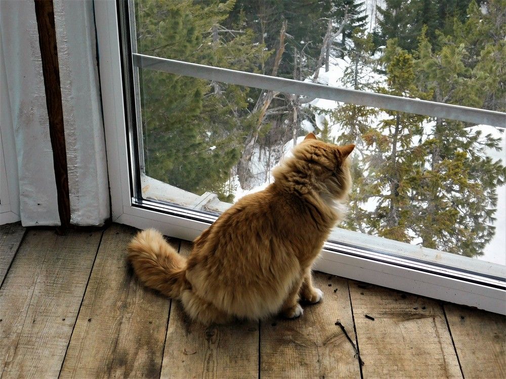 Photograph by Чкареули Светлана