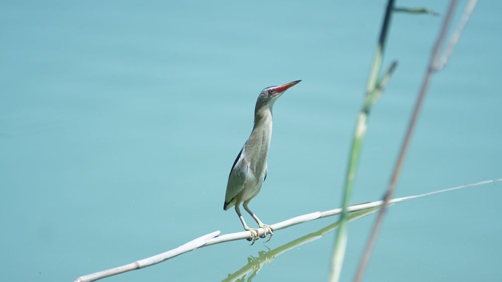 Фотография автора Elena Gasay