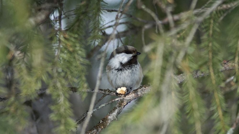 Фотография автора Elena Gasay