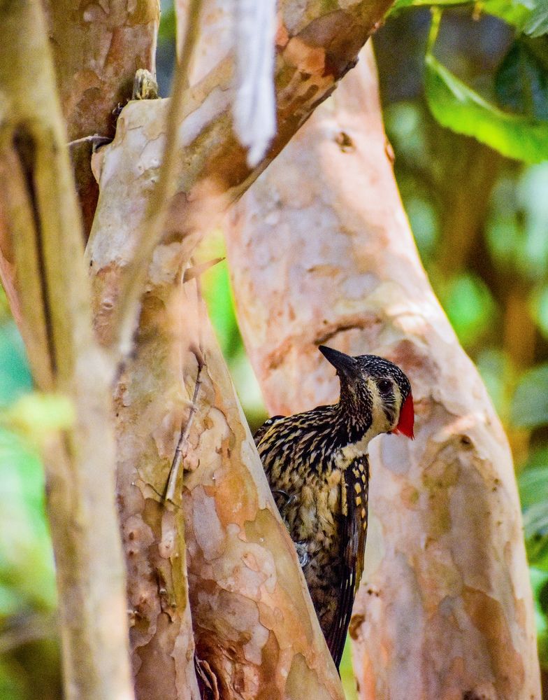 Photograph by Sudipto Chatterjee