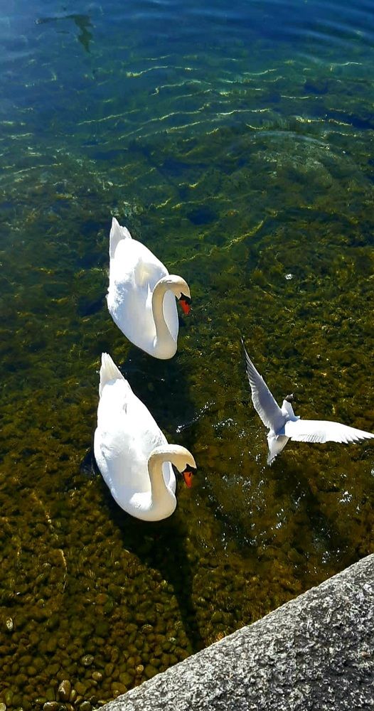 Photograph by Rina Faktor