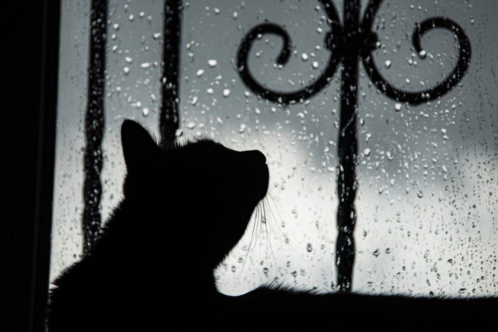 Фотография автора Светлана Волынская