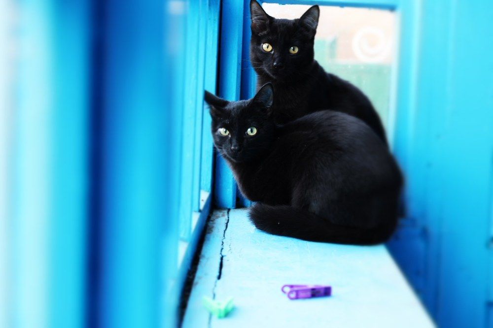 Фотография автора Светлана Волынская