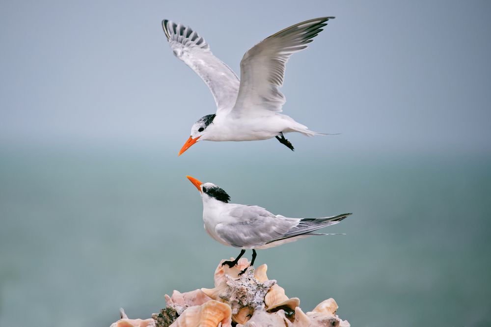 Photograph by Rondel Smith