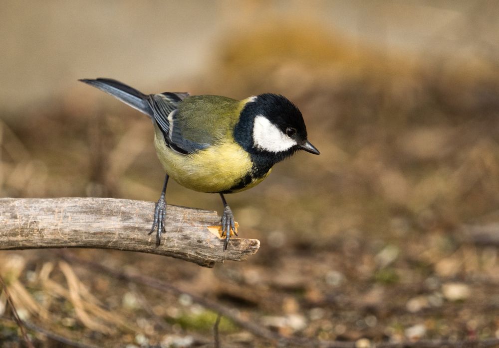 Photograph by Виталий Богачев