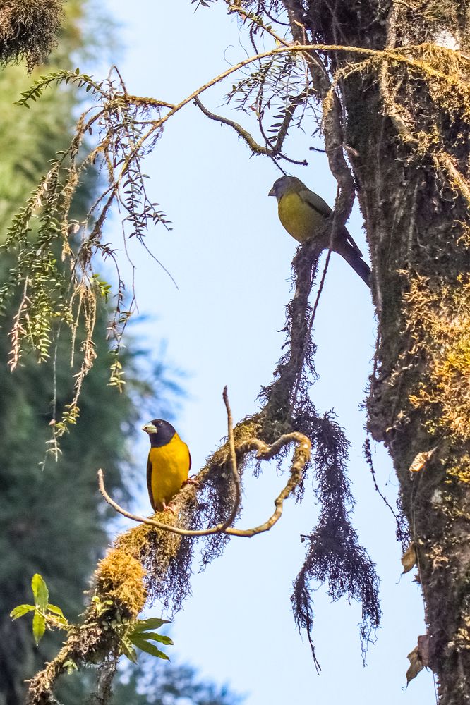Collared Grossbeak - Habitat
