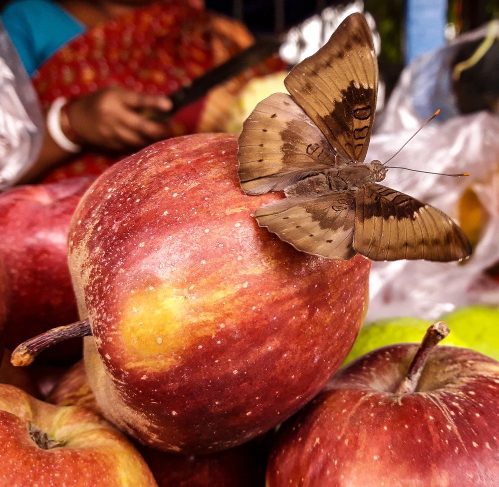 Photograph by Samrat Banerjee