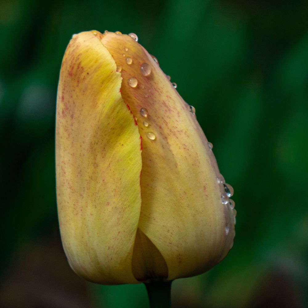 Photograph by Олег Рымаренко